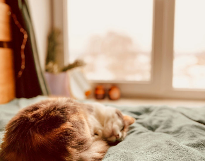 "Schlafende Katze auf grüner Decke, im Hintergrund ein Fenster"