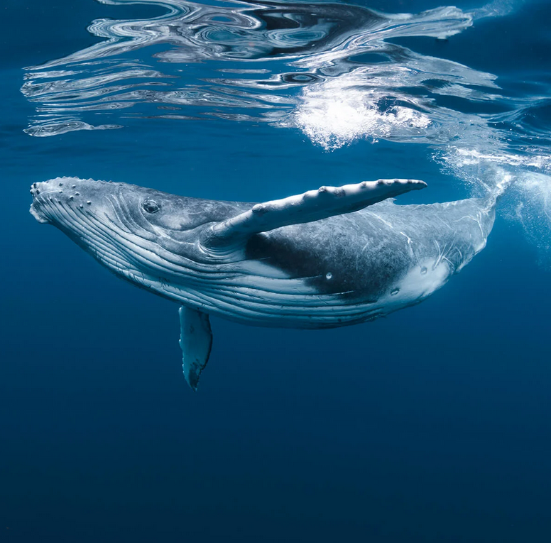 MONTEREY BAY - Green Whale Bracenet - Verschluss Blau